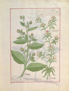 Illustration du Livre des simples médecines par Mattheaus Platearius